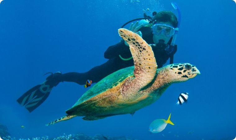 scuba diving with a turtle 