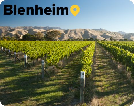 blenheim vineyard