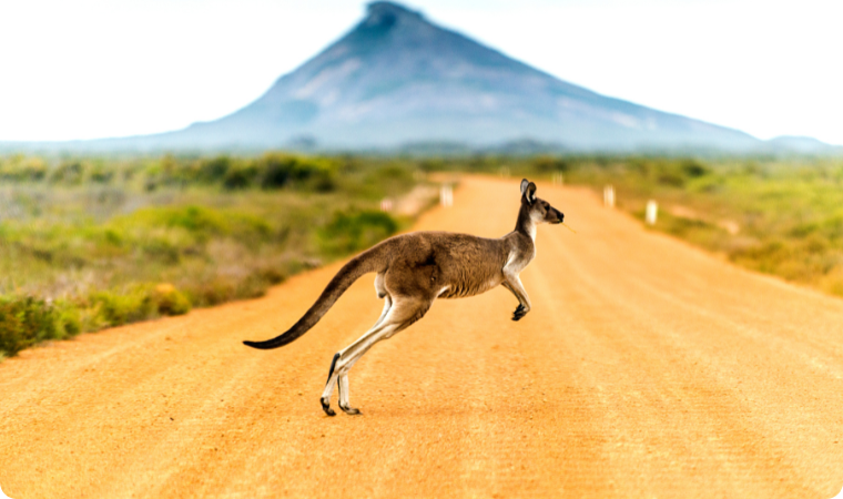 kangaroo jumping across road