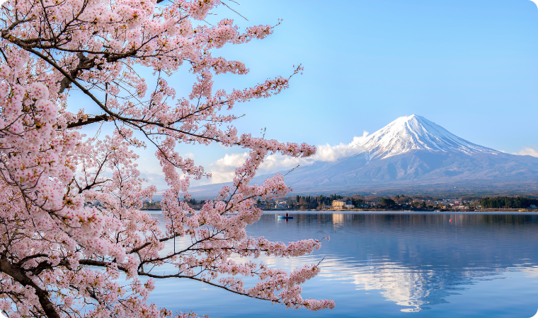 Mount Fuji and Cherry Blossoms